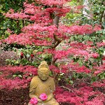japanese-buddha-and-maple at Lotusland