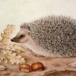 Giovanna Garzoni, A hedgehog in a landscape