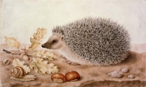 Giovanna Garzoni, A hedgehog in a landscape